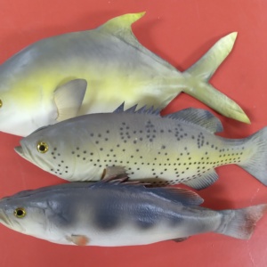 Fish