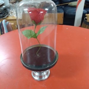 Beauty and the Beast Rose