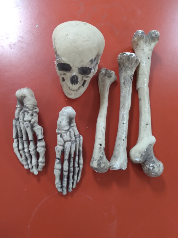Bones